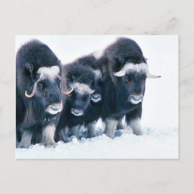 Cartão Postal Muskoxen (Frente)