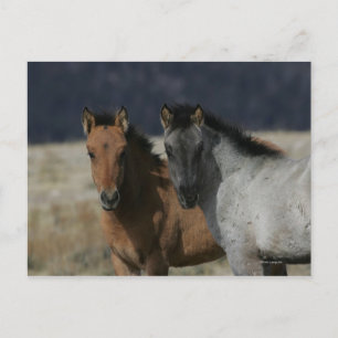 Cartão Postal Mustang Foal Headshot