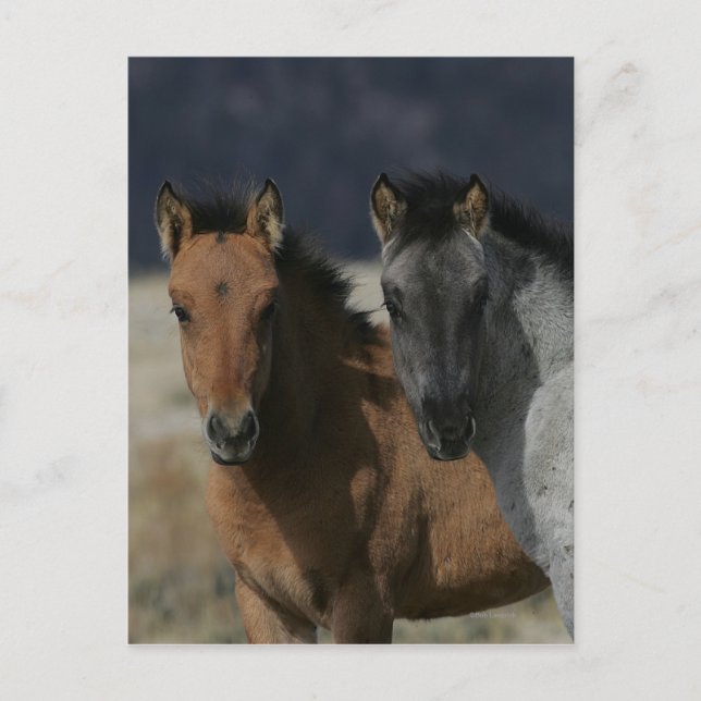 Cartão Postal Mustang Foal Headshot (Frente)