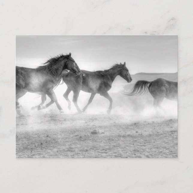 Cartão Postal Mustang Run (Frente)