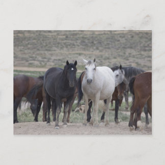 Cartão Postal Mustangs de Utah