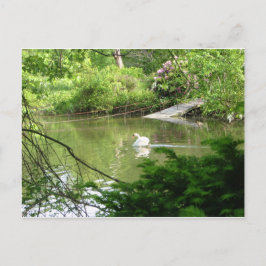 Cartão Postal Mute Swan (Cygnus Olor) por Fobridge