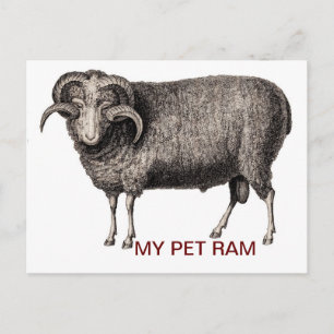 CARTÃO POSTAL MY PET RAM