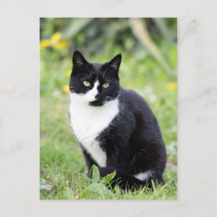 Cartão Postal Myrdha, o gato