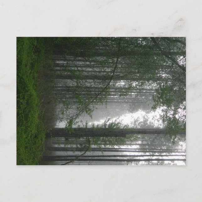 Cartão Postal Mystic Woods (Frente)