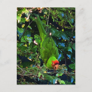 Cartão postal nº 1 da Cherry Headed