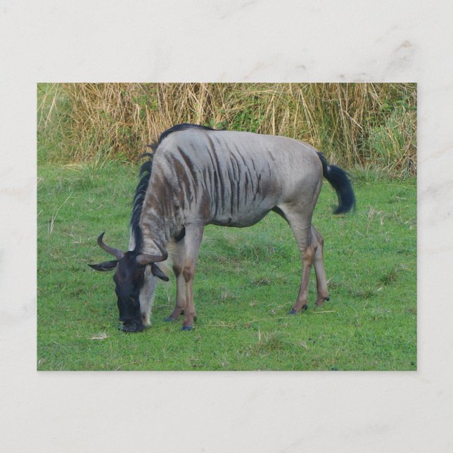 Cartão postal nº 1 de Wildebeest Azul (Frente)