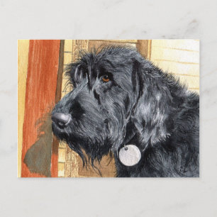 Cartão postal nº 1 do Black Labradoodle