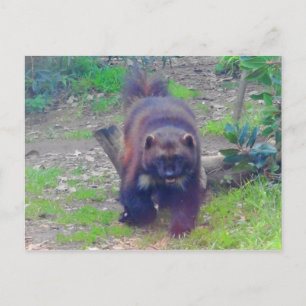 Cartão postal nº 1 do Wolverine