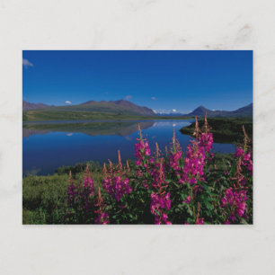 Cartão Postal N.A., EUA, Alasca, Alaska Range Comum