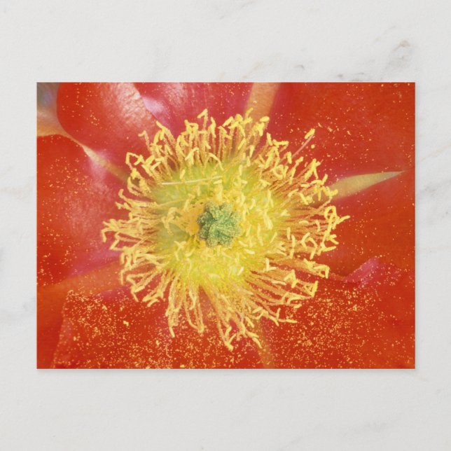 Cartão Postal N.A., EUA, Arizona, Casa Grande, NM, Deserto (Frente)