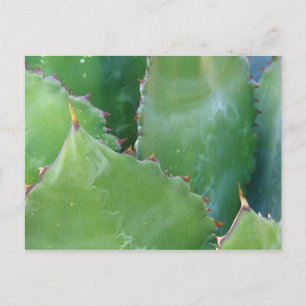 Cartão Postal N.A., EUA, Arizona, Tucson, Deserto de Sonora