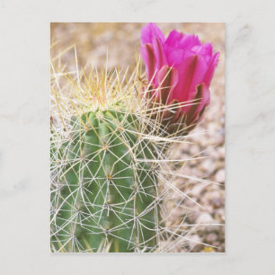 Cartão Postal N.A., EUA, AZ, Phoenix, Jardim Botânico do Deserto