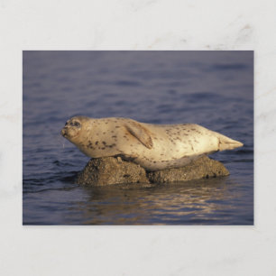 Cartão Postal N.A., EUA, Califórnia, Monterey. Foca-comum