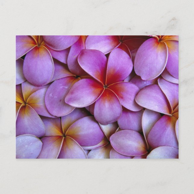 Cartão Postal N.A., EUA, Maui, Havaí. A Plumeria Rosa floresce. (Frente)