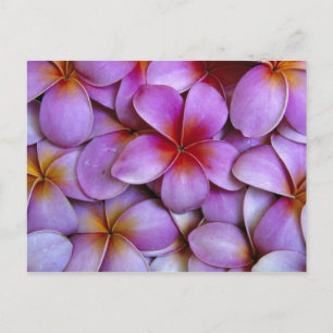 Cartão Postal N.A., EUA, Maui, Havaí. A Plumeria Rosa floresce.