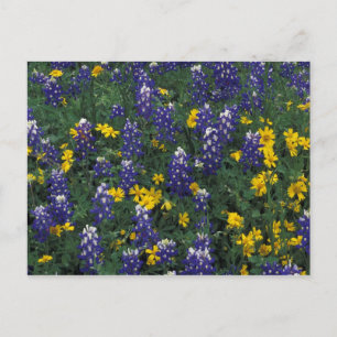 Cartão Postal N.A., EUA, Texas, Marble Falls, Blue Bonnets