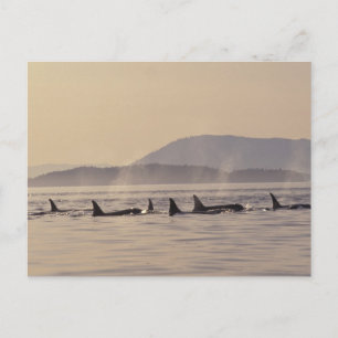 Cartão Postal N.A., USA, Washington, San Juan Islands Orca