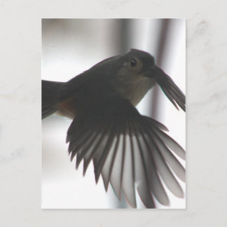 Cartão Postal Na asa