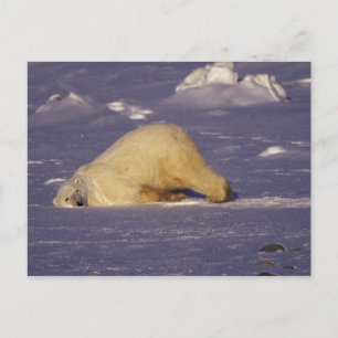 Cartão Postal NA, Canadá, Manitoba, Churchill, Urso polar