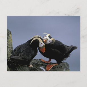 Cartão Postal NA, EUA, Alasca, Bering Sea, Pribilofs. Tufado