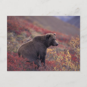 Cartão Postal NA, EUA, Alasca, Parque Nacional Denali. Uma fêmea