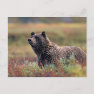 Cartão Postal NA, EUA, Alasca, Parque Nacional Denali, Urso pard