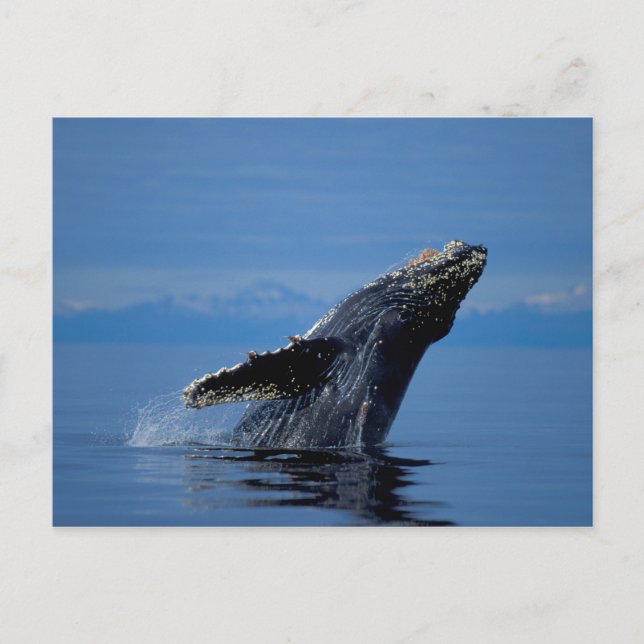 Cartão Postal NA, EUA, Alasca, Sudeste do Alasca, Dentro (Frente)