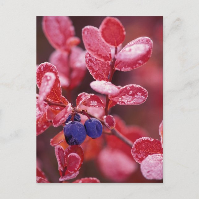 Cartão Postal NA, EUA, Alaska, Denali NP, Amoras azuis em (Frente)