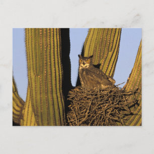 Cartão Postal NA, EUA, Arizona, Tucson. Coruja excelente
