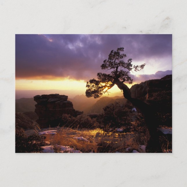 Cartão Postal NA, EUA, Arizona, Tucson, Sunset e solitário (Frente)