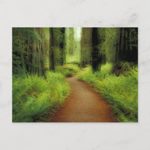 Cartão Postal NA, EUA, Califórnia, Jedediah Smith Redwoods