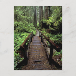 Cartão Postal NA, EUA, Califórnia, Jedidiah Smith Redwoods
