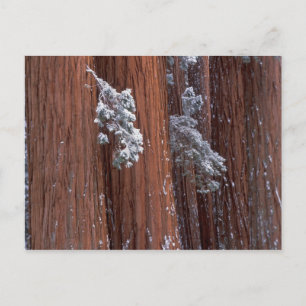 Cartão Postal NA, EUA, Califórnia. Parque Nacional Sequoia.