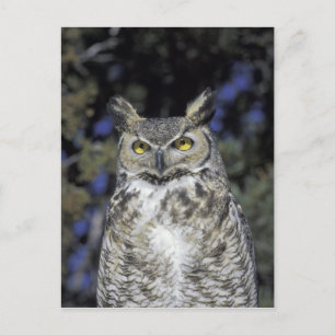 Cartão Postal NA, EUA, Novo México, Parque da Natureza Wildlife