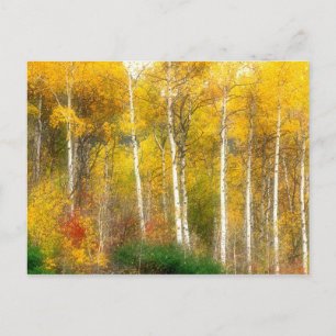 Cartão Postal NA, EUA, Washington, Cair Árvores Aspen junto