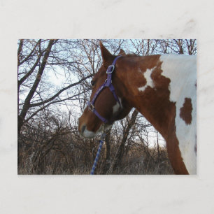 Cartão Postal Na floresta que eu olho