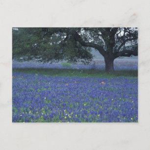 Cartão Postal NA, Texas, Devine, Oak e Blue Bonnets