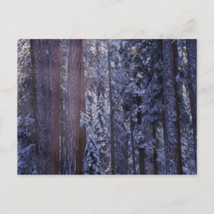 Cartão Postal NA, USA, California. Sequoia National Park. 2