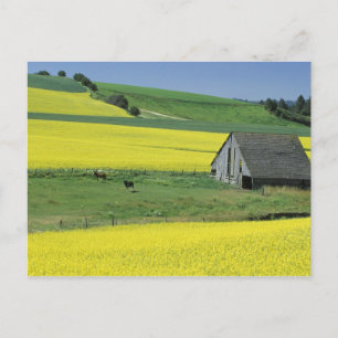 Cartão Postal NA, USA, Idaho, near Potlatch, Canola and old