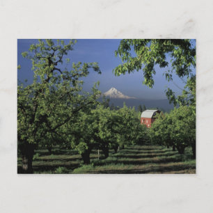 Cartão Postal NA, USA, Oregon, near Hood River Mt. Hood with