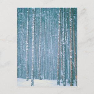 Cartão Postal NA, USA, WY. Snowy winter scene among
