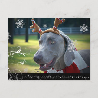 Cartão Postal Nação Weimaraner: "Não era uma criatura que se agi