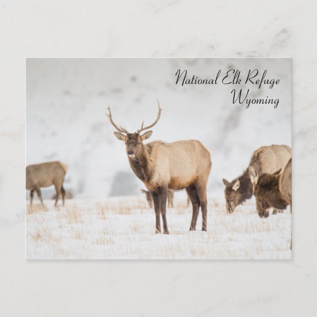 Cartão postal nacional de refúgio Wyoming (Frente)