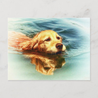 Cartão Postal Nadação de Retriever de ouros - Cartão-postal de A
