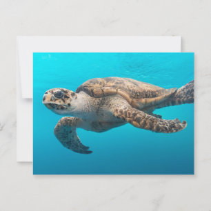 Cartão Postal Nadação de Tartaruga do Mar