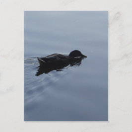 Cartão Postal Nadar Pato no Lago Natureza Pássaro Azul
