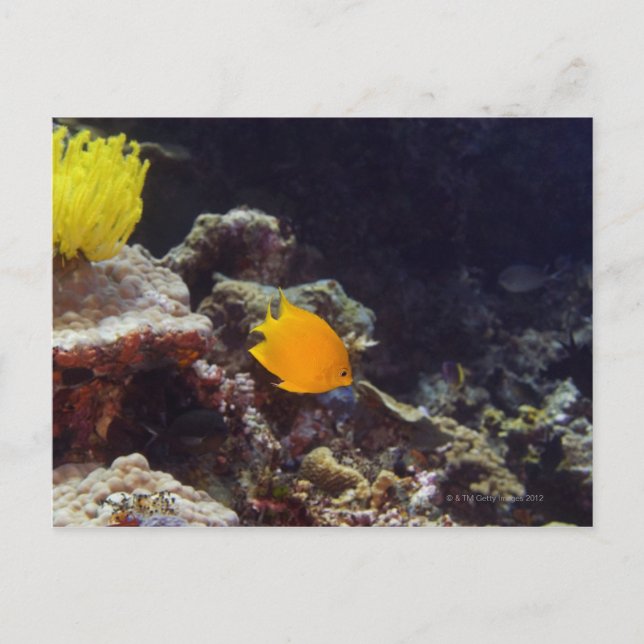 Cartão Postal Nado de tamboril (Centropyge heraldi) (Frente)