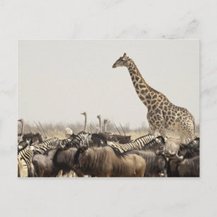 Cartão Postal Namíbia, Parque Nacional Etosha. Uma girafa solitá