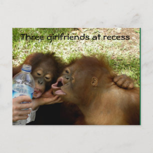 Cartão Postal Namoradas de Orangutan no Recess
